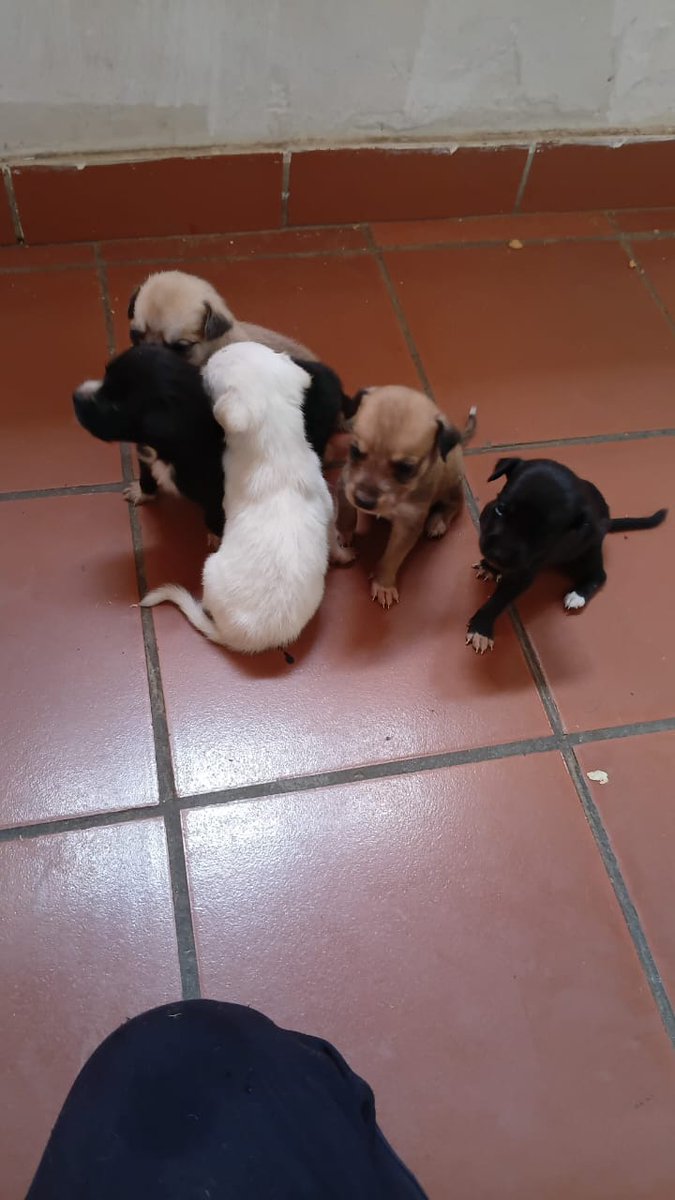 margaritapets tweet media