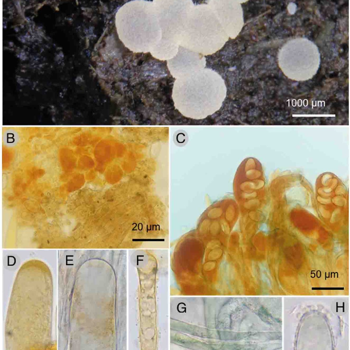 ActaBotMex's tweet photo. 𝐀𝐁𝐌 𝟏𝟑𝟑: 𝐞𝟐𝟒𝟗𝟕(𝟐𝟎𝟐𝟔).

Dos nuevas especies coprófilas del género Iodophanus (Pezizaceae, Ascomycota) de México

https://t.co/3qN5Wgw5ru

#carotenoides, #fimícolas, #Pezizales, #Puebla, #Sonora https://t.co/JY7tEuJok7