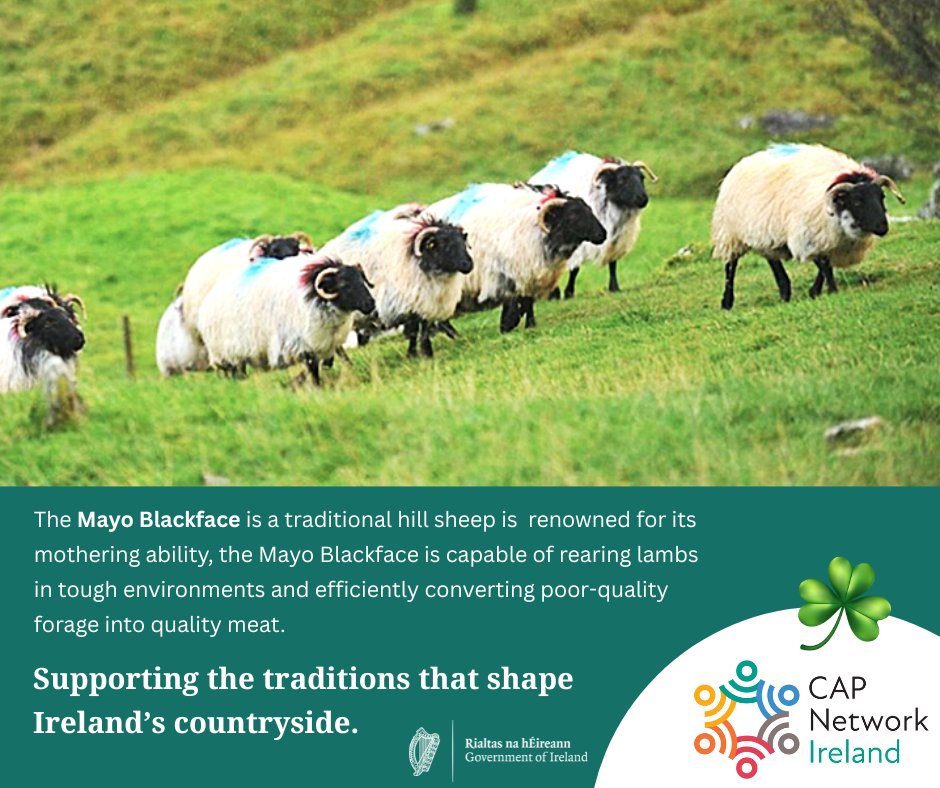 CAP Network Ireland tweet media