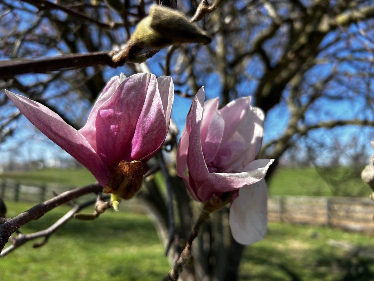 fullcircleeq's tweet image. The horses are happy to see grass growing! Happy for a western hay delivery with big temp swings continuing &amp;amp; still more cold days ahead. Grateful for this sunny dry day! 
🥰🐎💜🍀🌸
#SpringisComing 
#ForTheHorses
#Kentucky