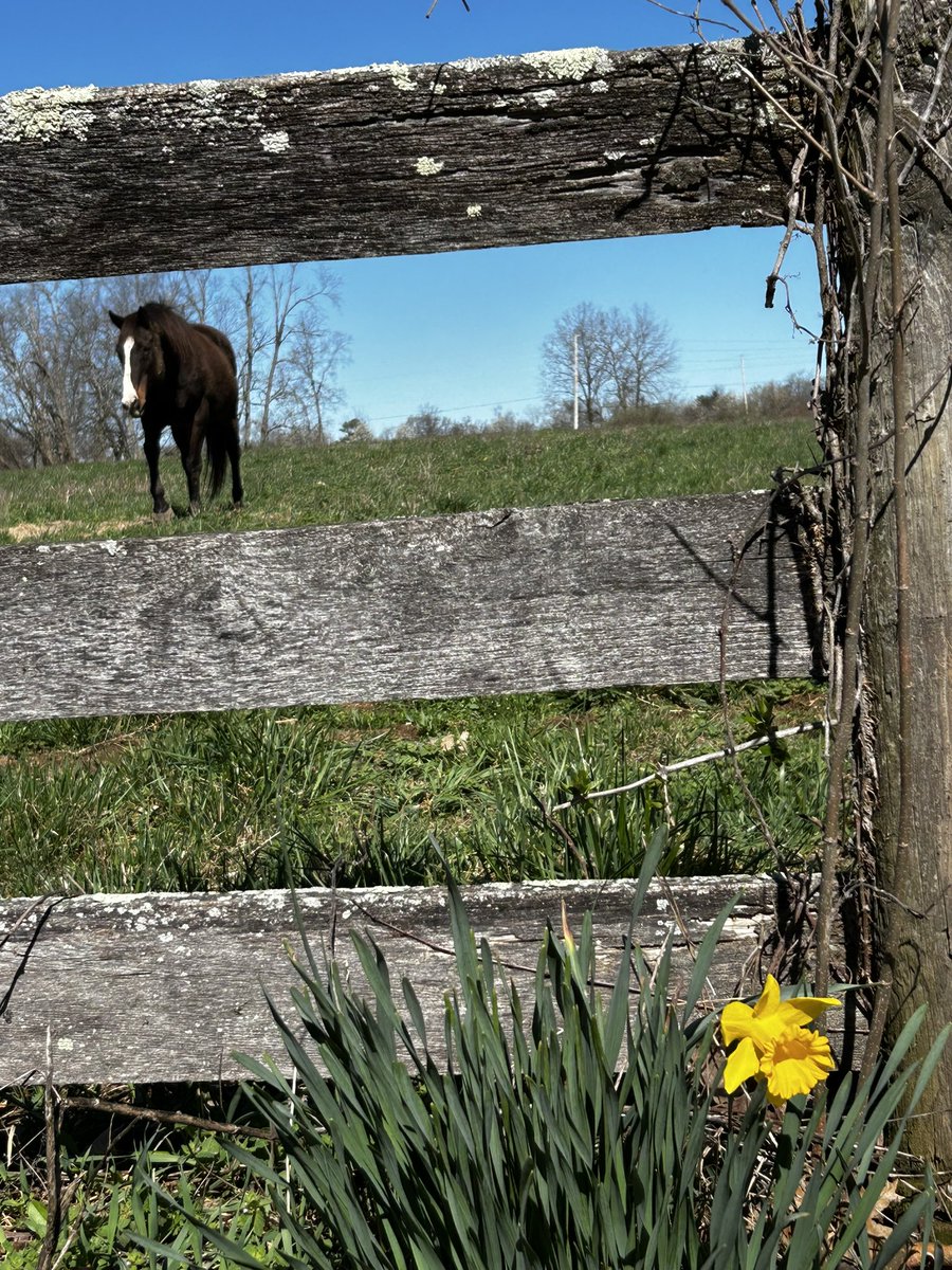 fullcircleeq's tweet image. The horses are happy to see grass growing! Happy for a western hay delivery with big temp swings continuing &amp;amp; still more cold days ahead. Grateful for this sunny dry day! 
🥰🐎💜🍀🌸
#SpringisComing 
#ForTheHorses
#Kentucky