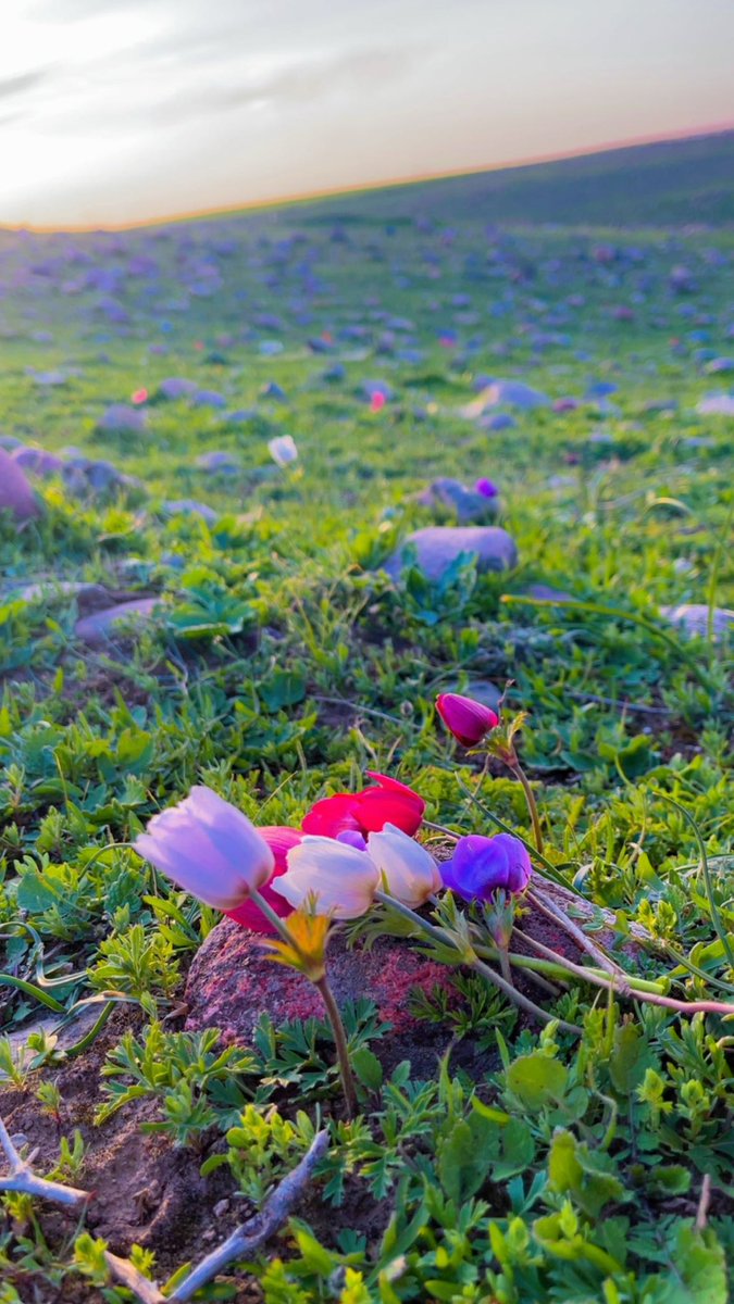 هون لبندا بوهاری بوون ، وا بوهار هات هین کو دا چون..!💐