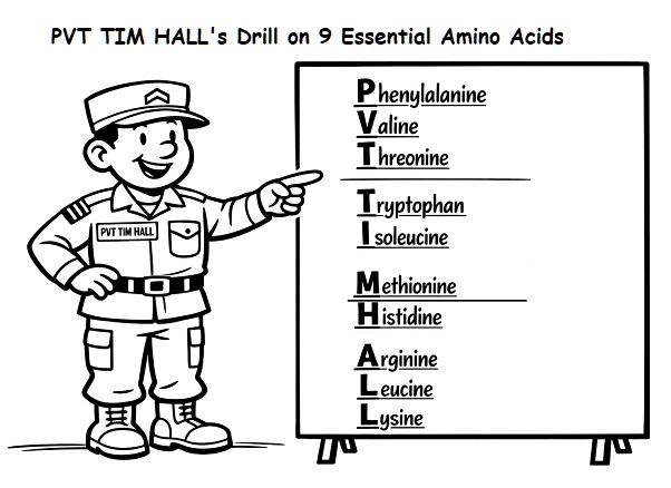 The mnemonic "PVT TIM HALL" (read as: Private Tim Hall) can be used to remember the names of the nine essential amino acids:
Phenylalanine 
Valine 
Threonine
Tryptophan 
Isoleucine 
Methionine
Histidine 
Arginine 
Leucine 
Lysine

indiafoodstats.blogspot.com/2026/03/protei…