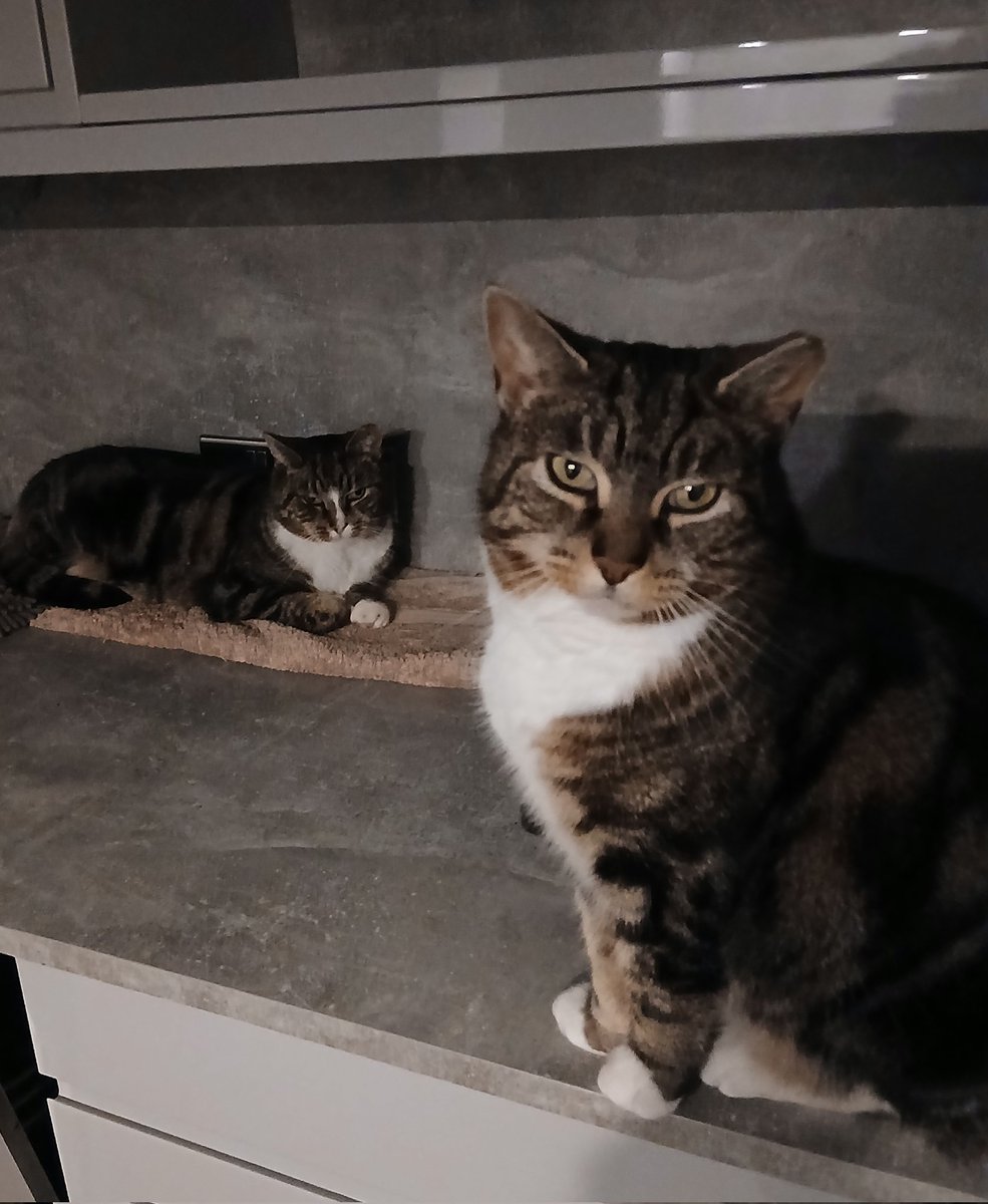 Ali H. 🐈🦊 tweet media