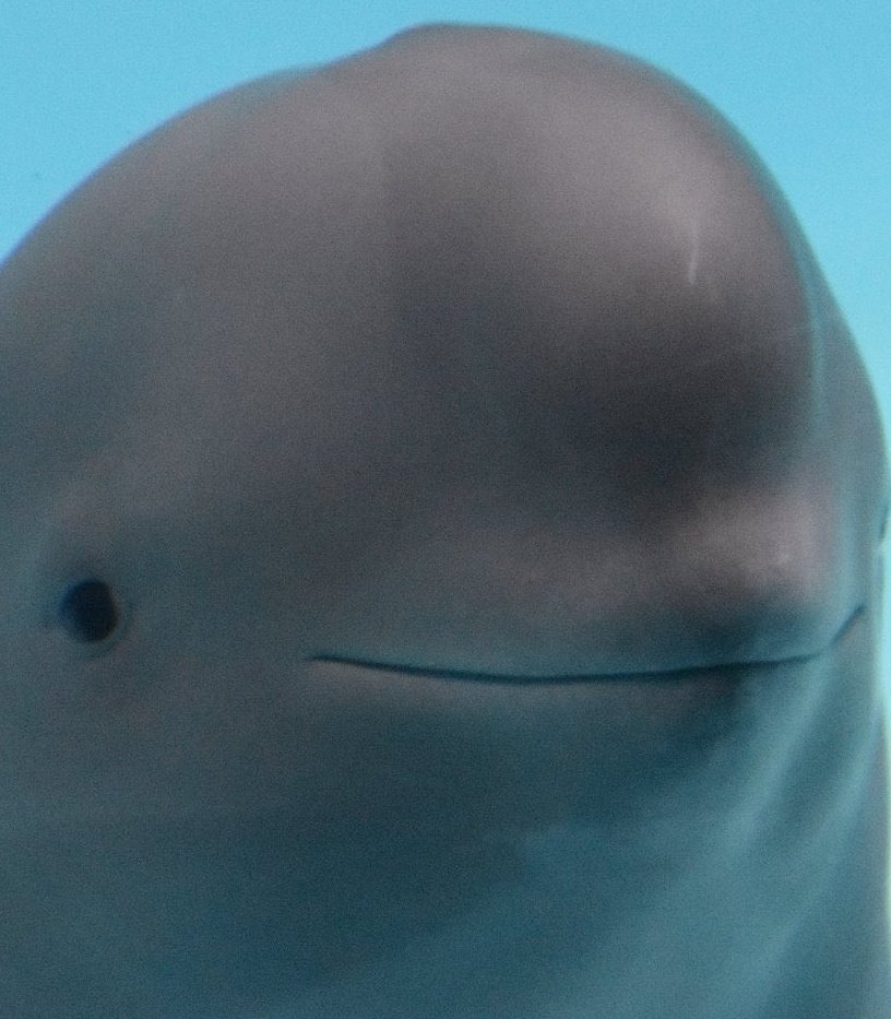 Loki 🐺 tweet media