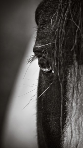 RickCotter.btc/.eth tweet media