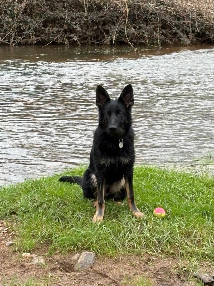 DC_Police Dogs ( Puppy Development Program) tweet media