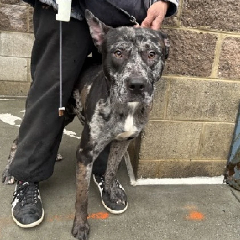 🚨 Last call for 2-y/o merle beauty Washington Denim 👖now under kill command. Found as a stray, brought in by finder. Came in just 6 days ago &amp; already added to list - barely had time to settle in &amp; get used to his new accommodations. He is very pretty, earned 2nd best behavior