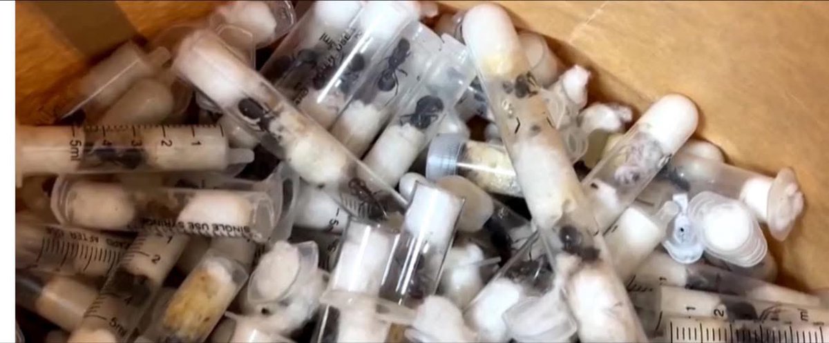 #Kenya : L'aéroport international Jomo Kenyatta a été le théâtre de l'arrestation de Zhang Kequn, un ressortissant chinois, en possession de plus de 2200 fourmis de jardin vivantes. Cette arrestation met en lumière la recrudescence de la contrebande de fourmis au Kenya.