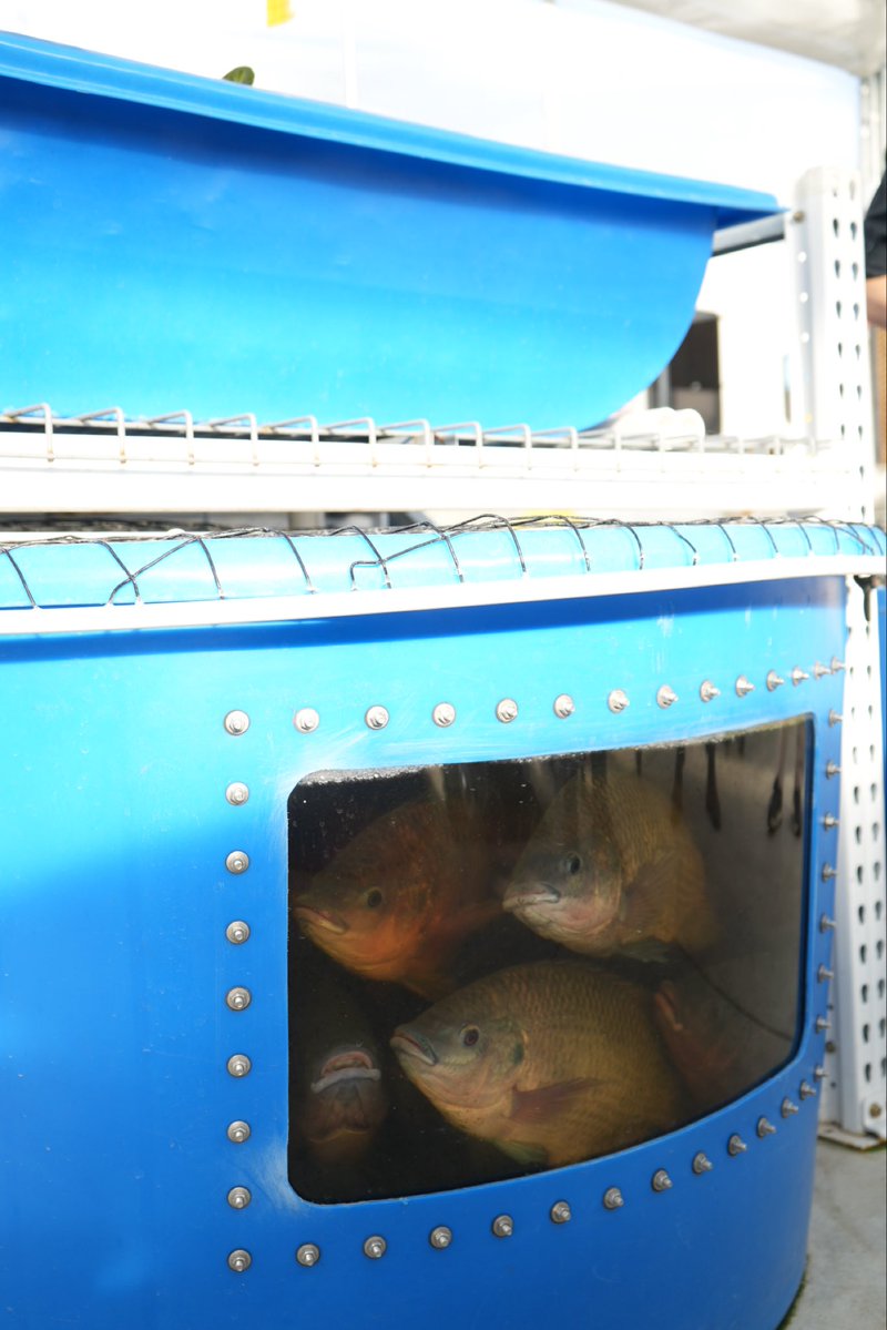 Maryland Dining tweet media