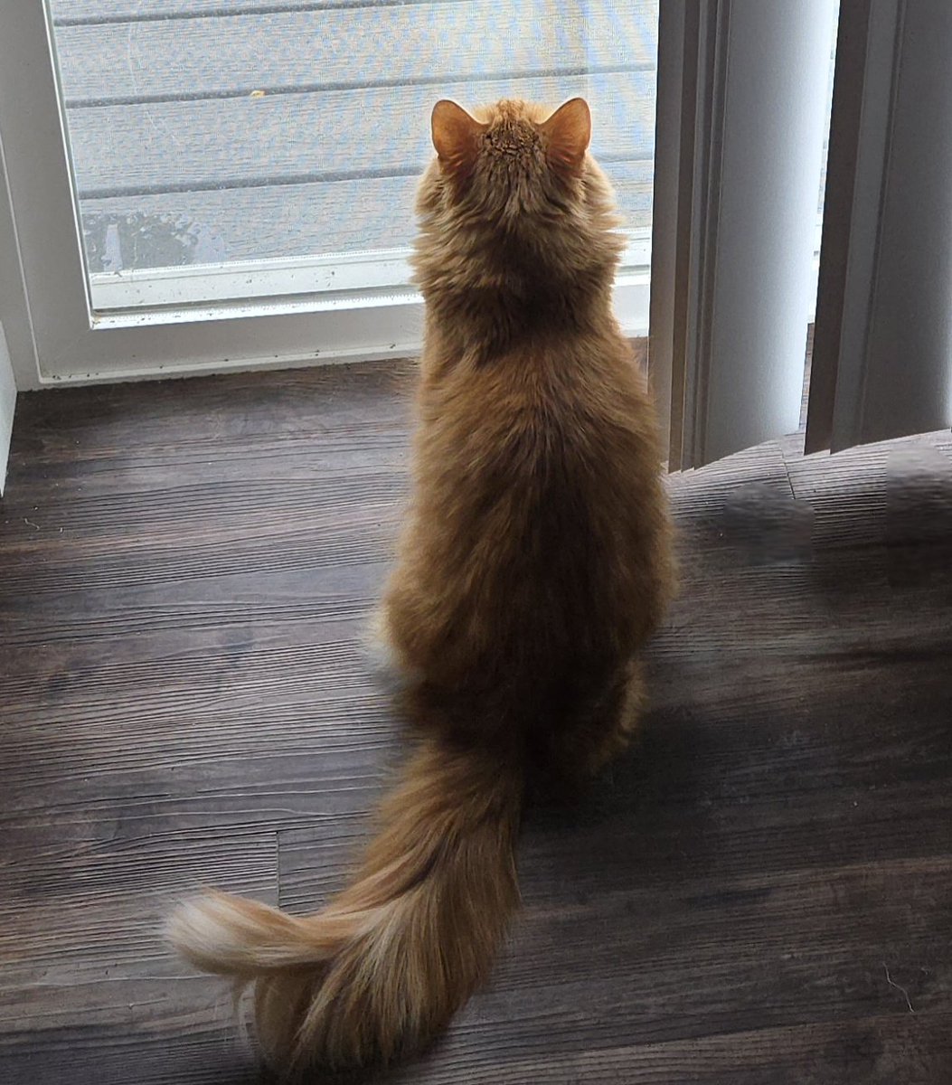 Copper (like the metal) tweet media