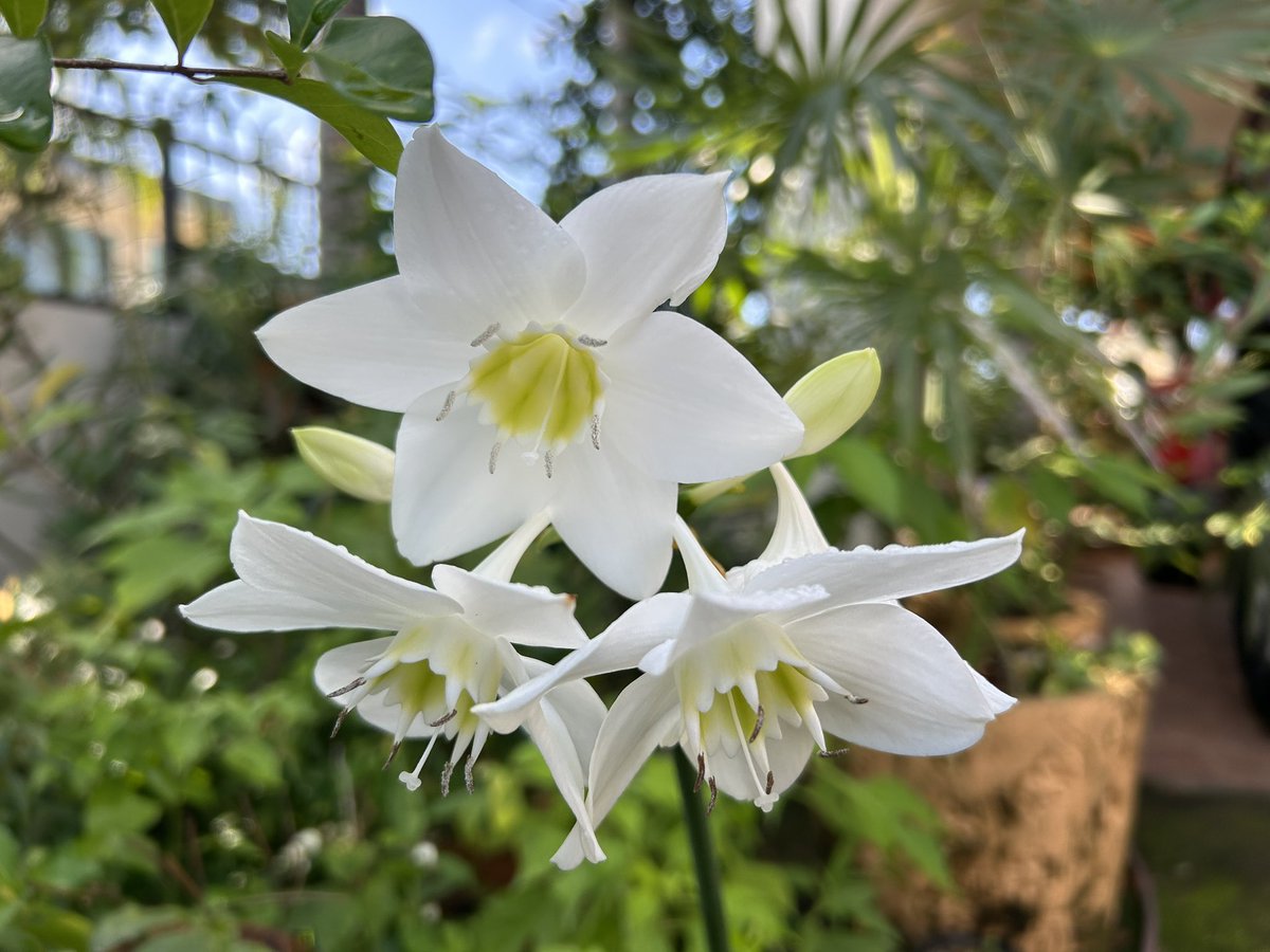 José E. Devárez tweet media