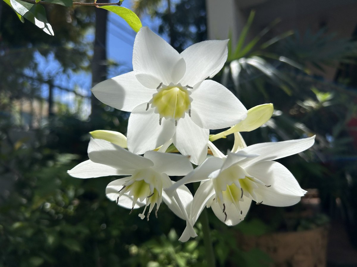 José E. Devárez tweet media