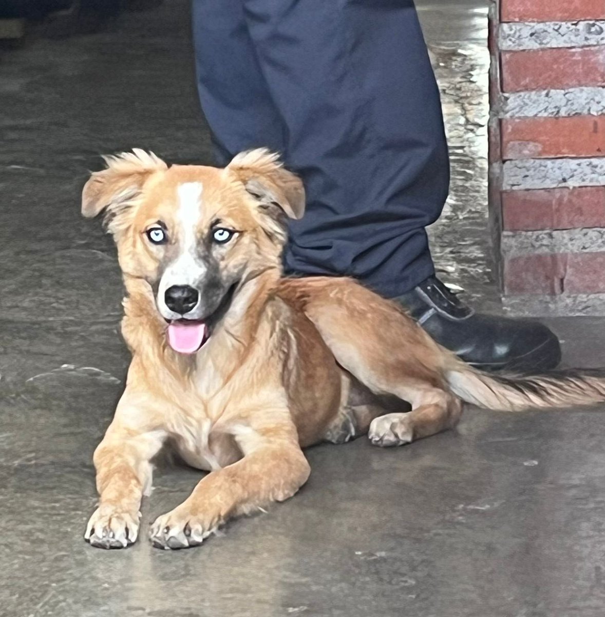 #ServicioPúblico | Vecinos, nos informan que esta perrita fue encontrada en las adyacencias del Hotel Tamanaco en Las Mercedes. En este momento está resguardada. 

En caso de ser su dueño o conocerlo, por favor comuníquense al 📲 0424-1217728. 

¡Compartir también es ayudar!