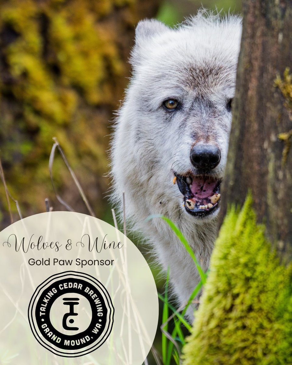 Wolf Haven International tweet media