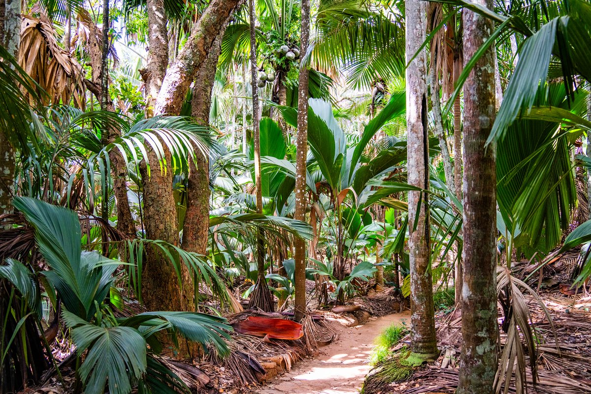 visitseychelles's tweet photo. Travel is more than a destination. It’s how it makes you feel.
Grounded. Restored. Inspired.
Discover Seychelles. 🌿

Photos by theonlyvimal on Instagram

#SeychellesIslands https://t.co/PEeci3vzzG