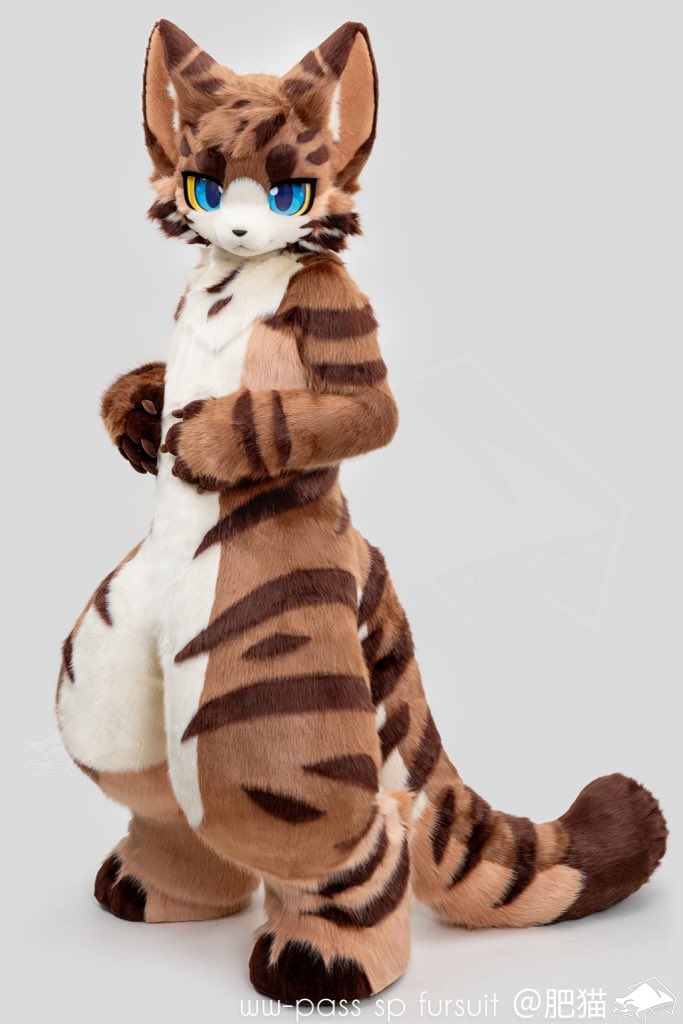 肥猫兰博Rambo tweet media