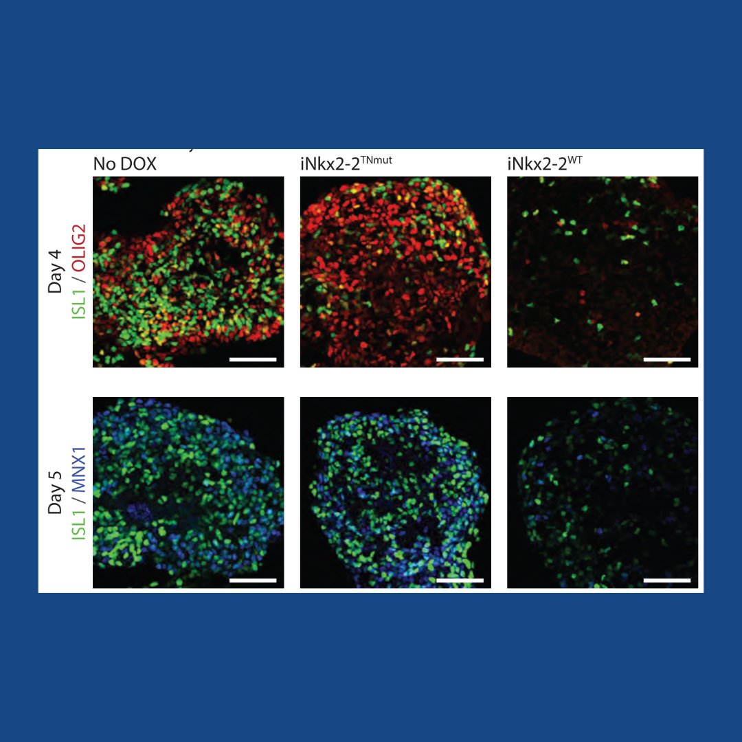 Genes & Development tweet media