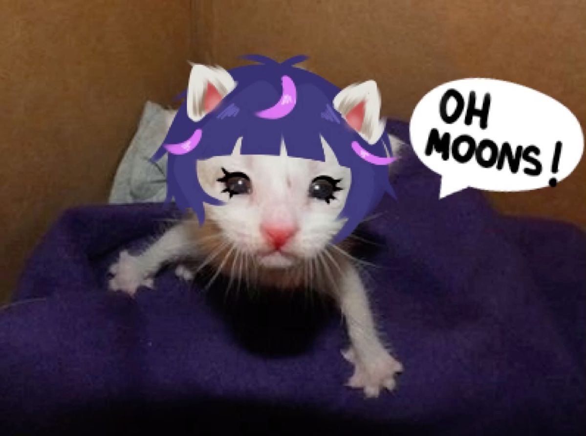 ౨ৎ venus .ᐟ tweet media