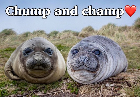yumeMira_gyu's tweet photo. Meet my sons, chump and champ https://t.co/TatGKnBaPh