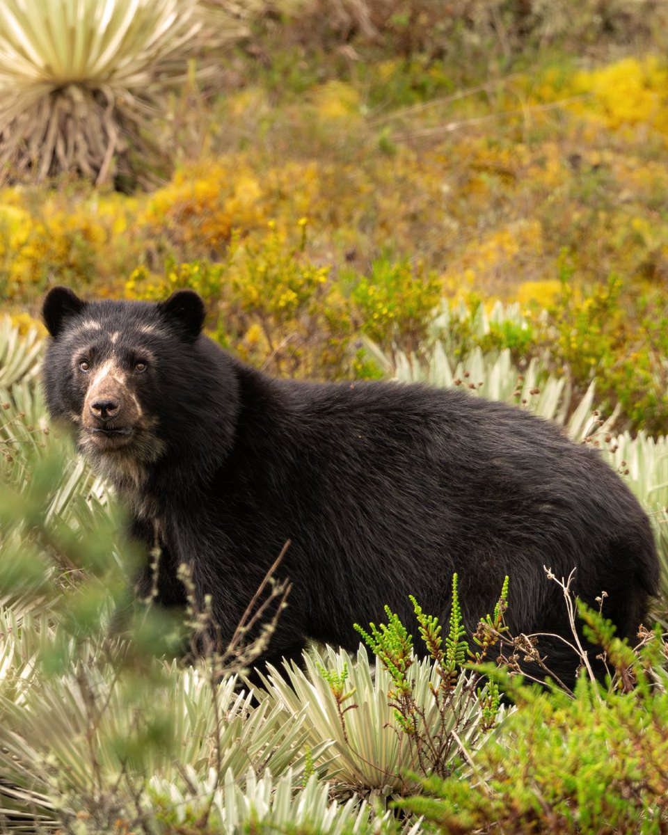 Imagine hiking through the Eastern Colombian Andes… and spotting the spectacled bear. 🐻✨🌿​

Things that just happen right here in #TheCountryOfBeauty.