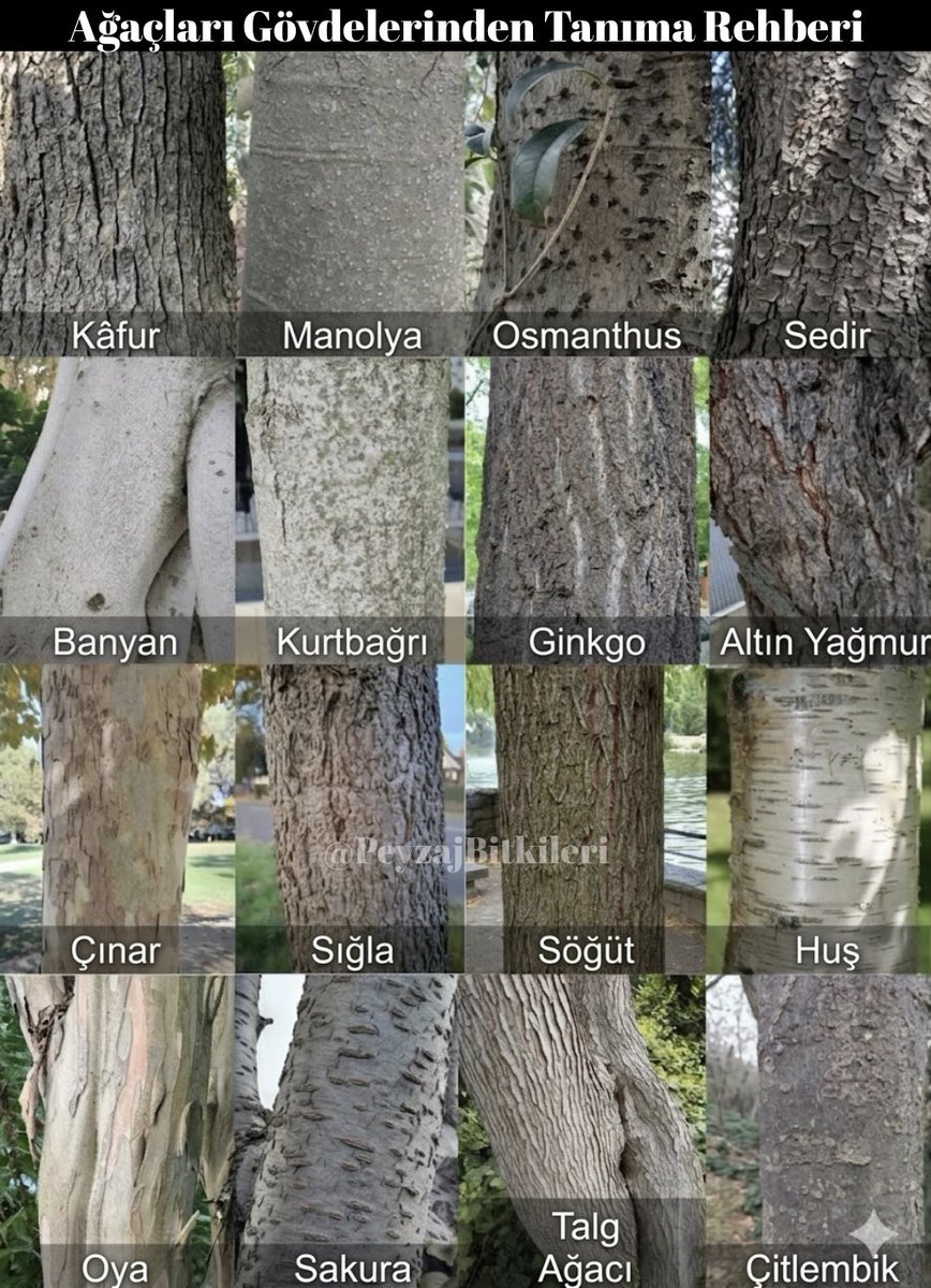 Ağaçları gövdelerinden tanıma rehberi🌳