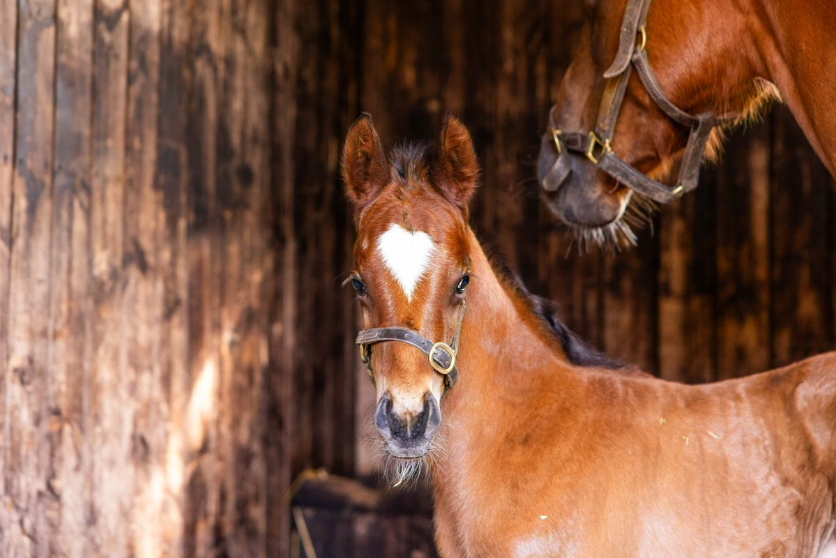 Barton Stud tweet media