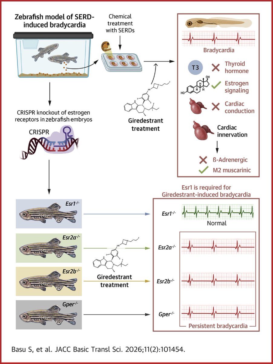 JACCJournals's tweet image. SERDs are new breast cancer therapies that can cause sinus bradycardia. Using chemical &amp;amp; genetic approaches in zebrafish, Dr. @SANDEEPBASU1, et al. show bradycardia is an on-target effect related to ERα signaling. jacc.org/doi/10.1016/j.… #BCsm #JACCBTS @AartiAsnaniMD @BidmcCvi