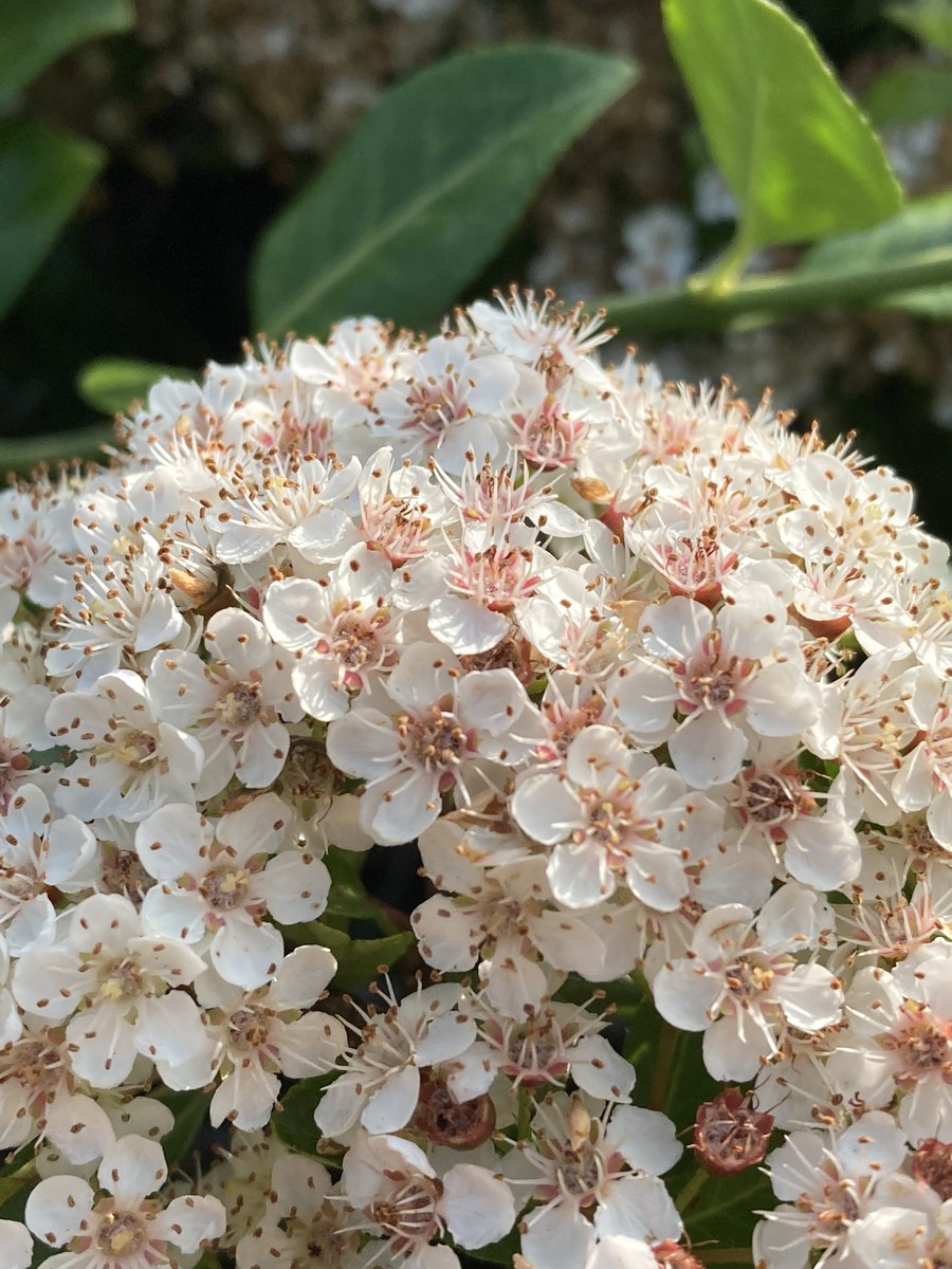 andreasnohsia's tweet image. Save Bees Save Trees Save Flowers Save Earth 
💐🌸🌹🌺🌻🌼🌷💮🏵️🌎🌍🌏
#FridaysForFuture #ClimateStrikeOnline #ClimateStrike
#DigitalStrike #NetzstreikFürsKlima #SaveCongoRainforest
@Fridays4future fff_digital @SaveCongoForest