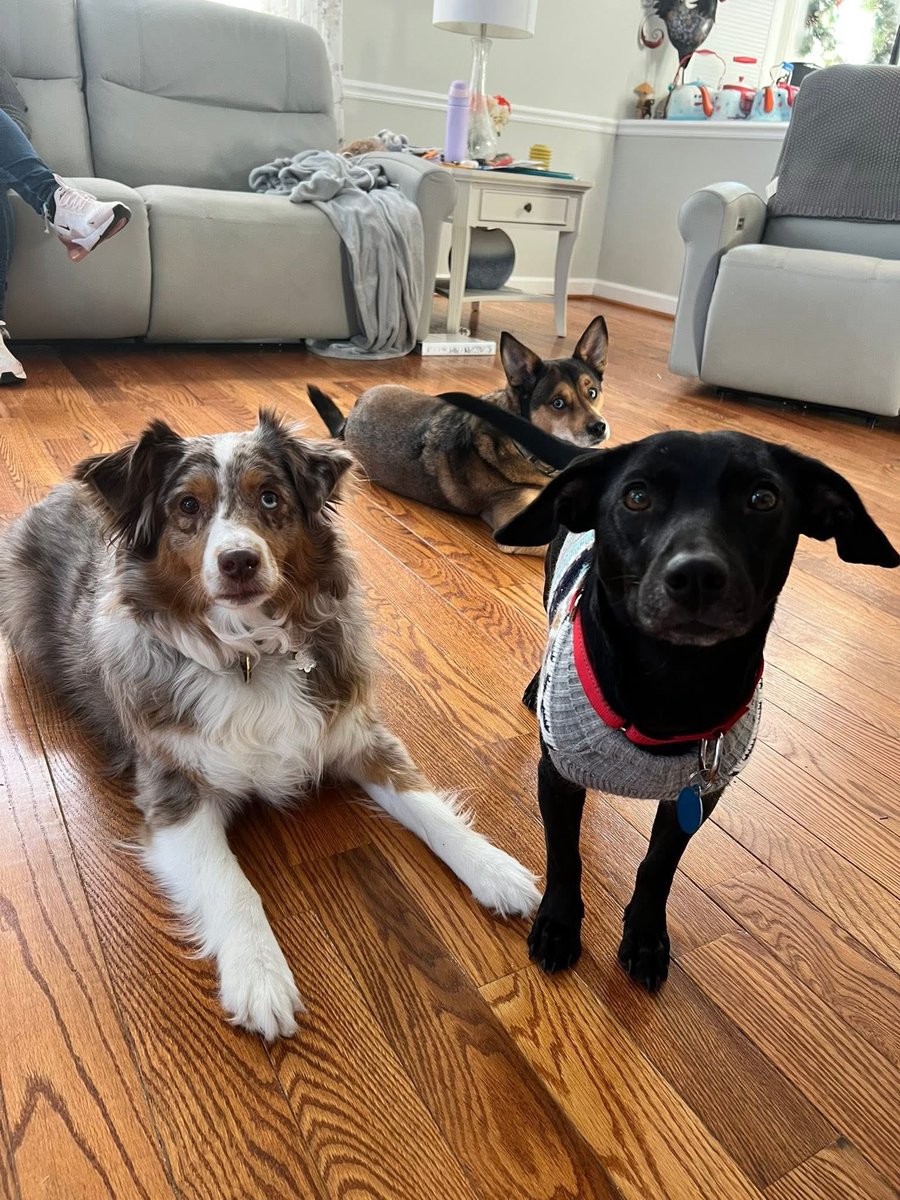 Rescue Dogs Rock, D.C. 🐾🐾🇺🇸 tweet media