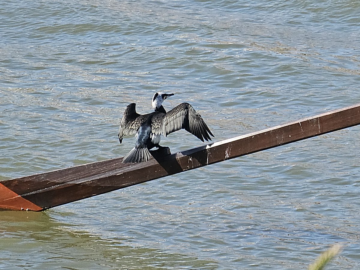 uzora5's tweet image. Erst mal trocken unter den Flügeln werden #Kormoran #Porto