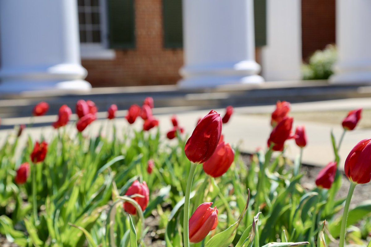 Ole Miss tweet media