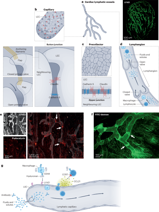Nature Reviews Cardiology tweet media