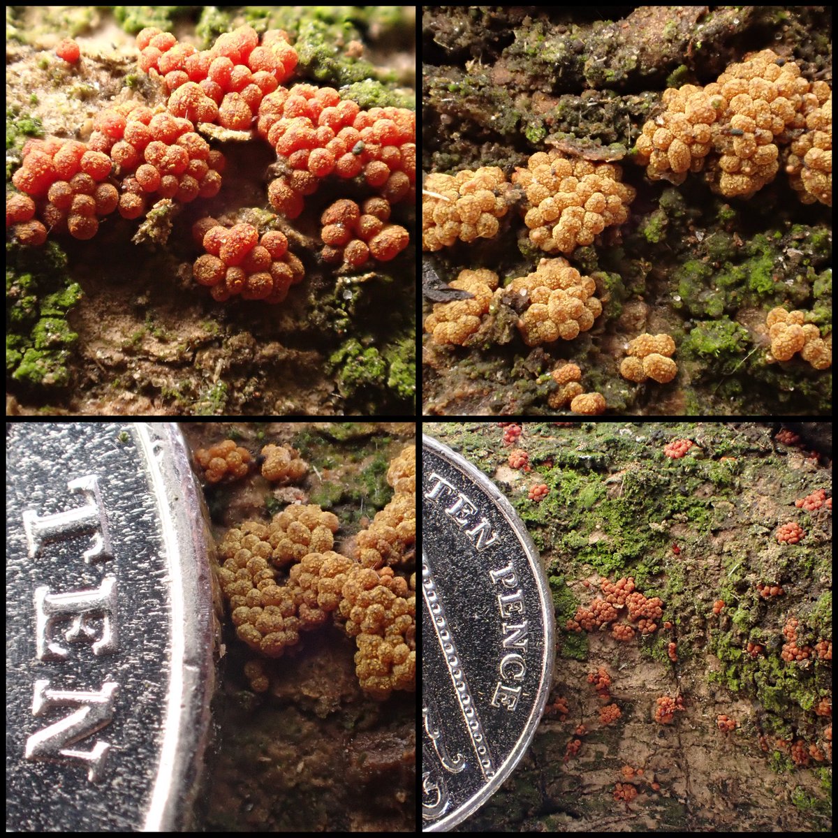 StevePa46290725's tweet image. Nectria sp. (I think) on Oak. Dorset 11/3/26 #fungi
