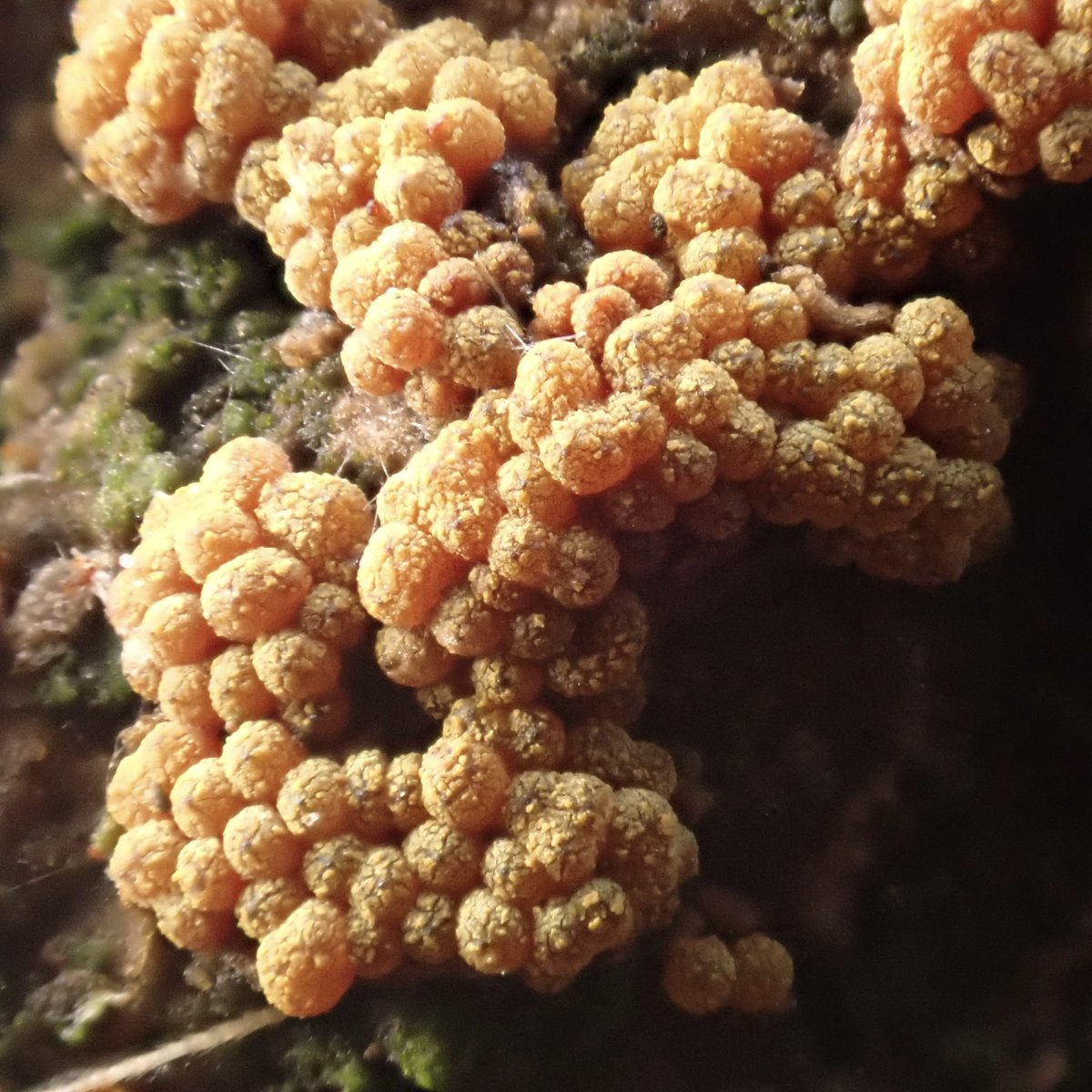 StevePa46290725's tweet image. Nectria sp. (I think) on Oak. Dorset 11/3/26 #fungi