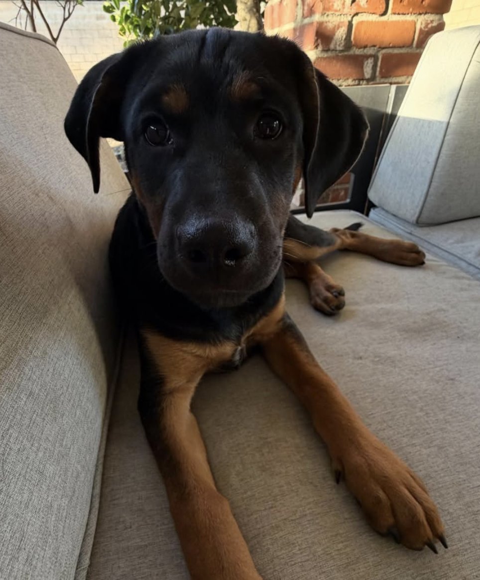 We are looking for an adopter or long-term foster for this amazing, loving and playful four month old Rottweiler mix puppy. We rescued Maverick from Skid Row where his siblings were being bartered for drugs, and he was about to be next. DM me if interested in LA!