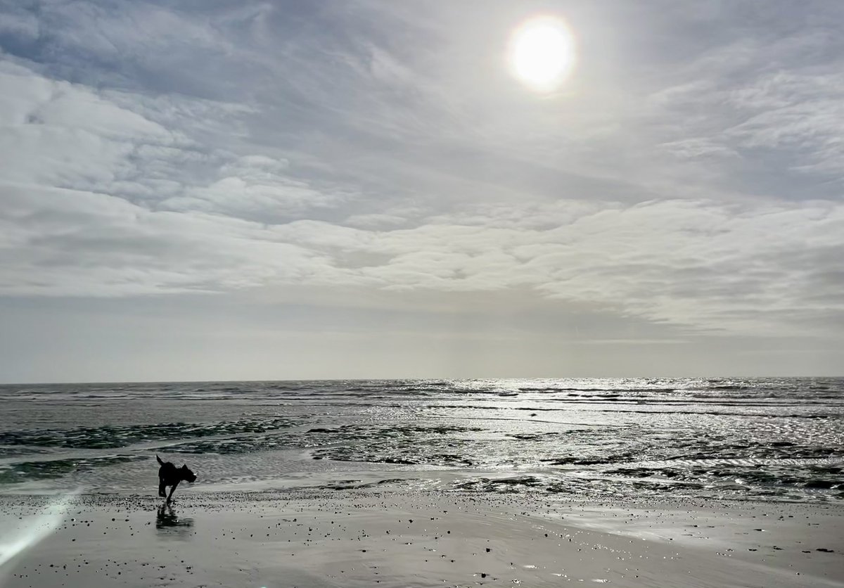 AngelikaHTCG's tweet image. Very blowy out there this morning at low tide … the swell increased to 2.5m by the time there was enough water … no swimming (again) #beachlife #ThursdayMood 🖤 #PettLevel 🐾🥰