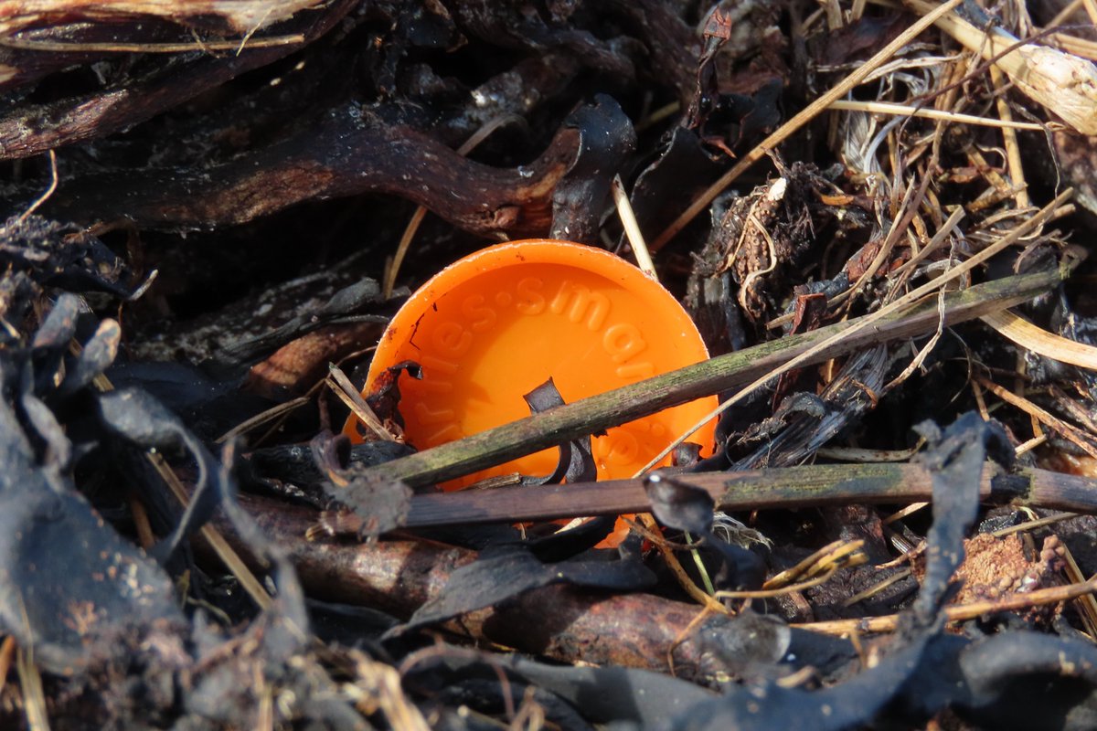 Rathlin Stickybeak tweet media