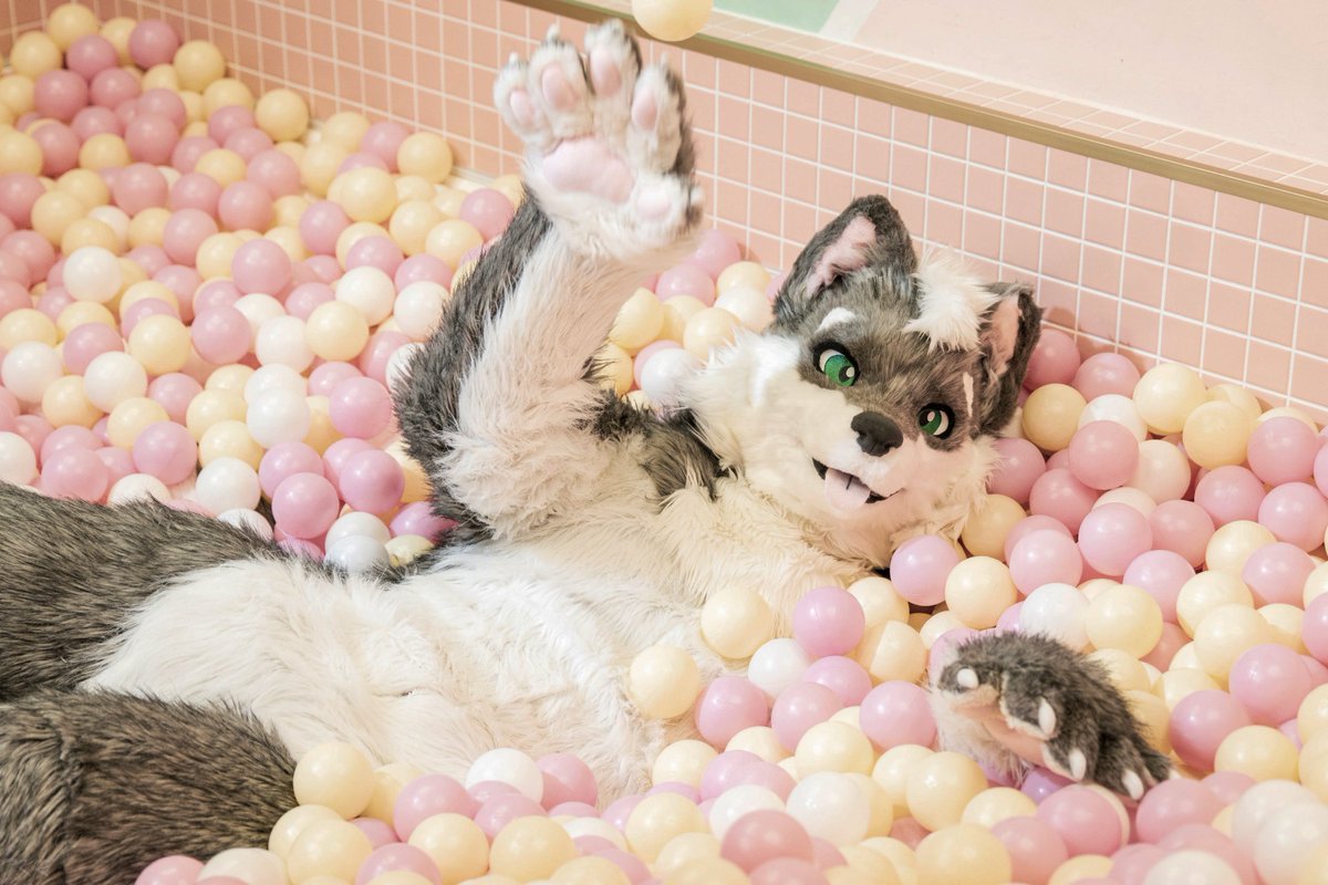 Wolfy (幼狼) tweet media