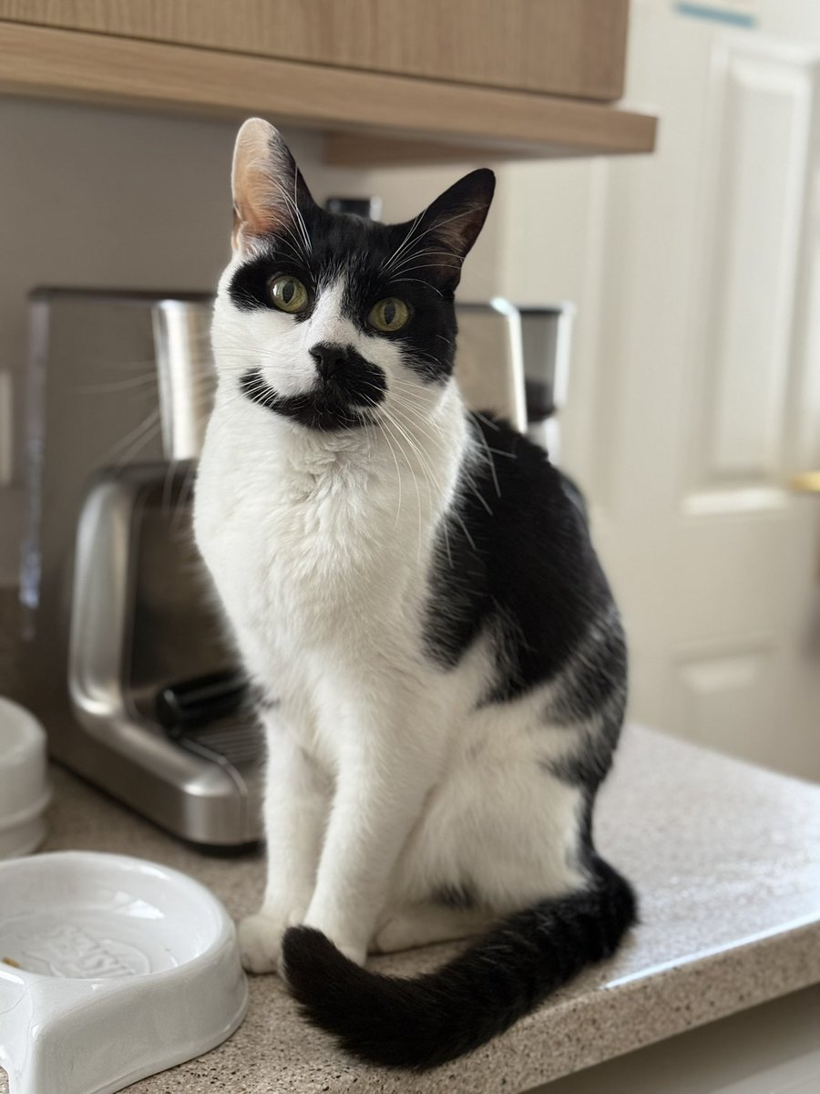 Joey the Cat 🐾 tweet media