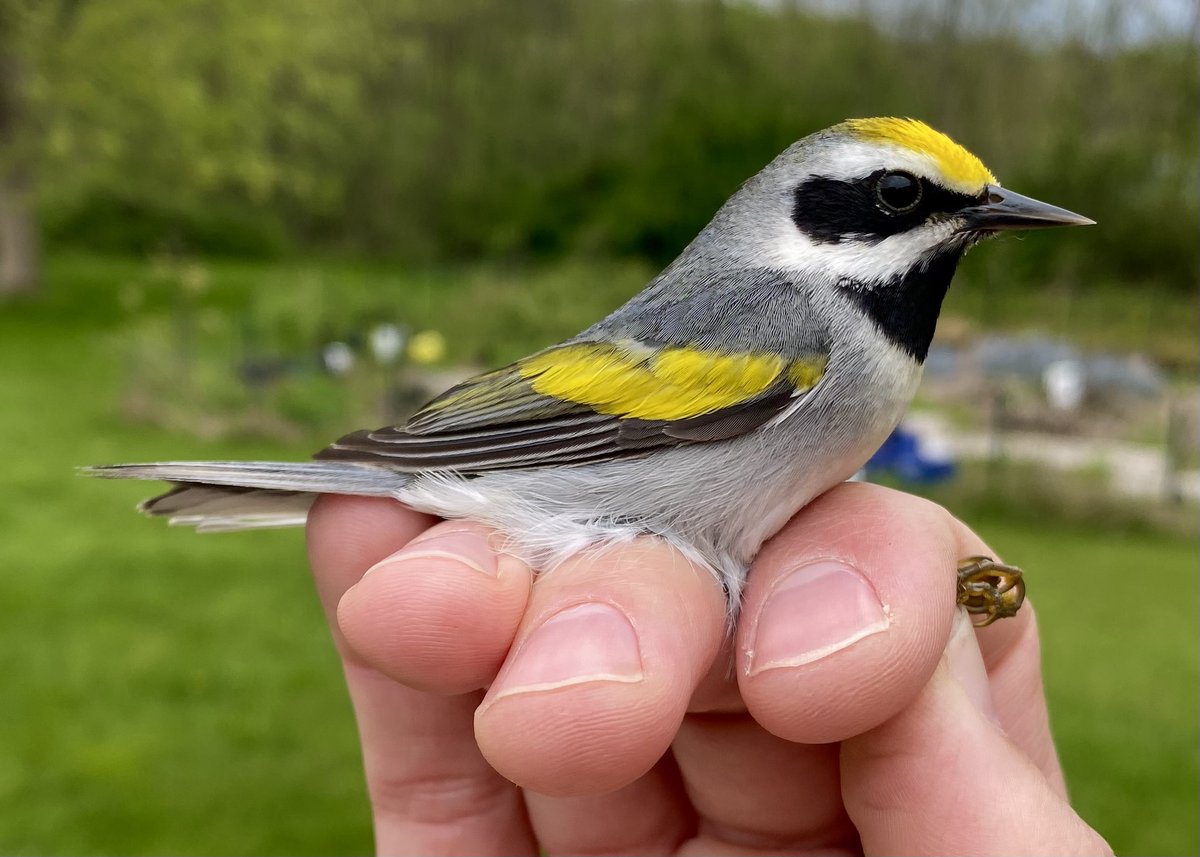 Dan Baldassarre tweet media