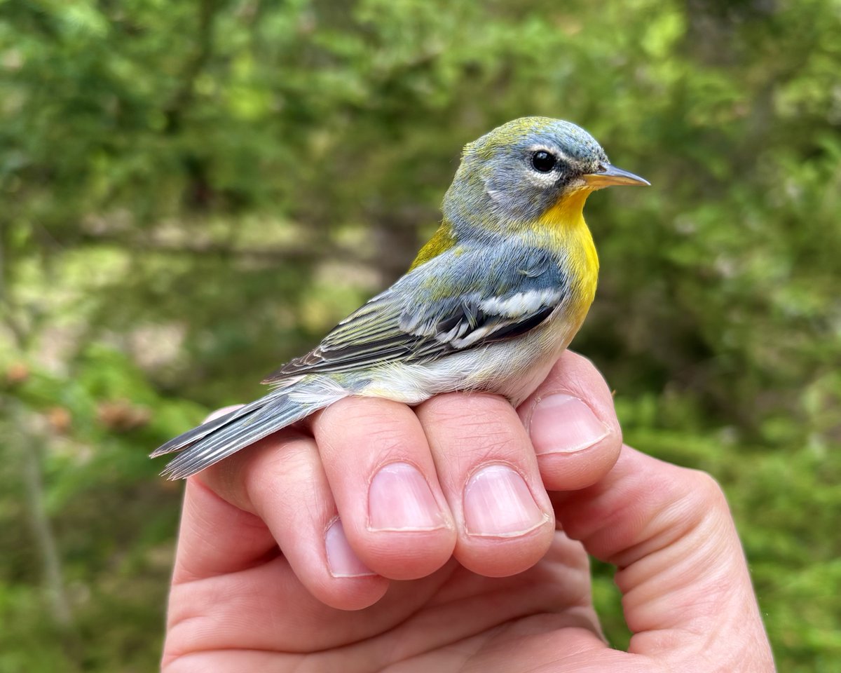 Dan Baldassarre tweet media