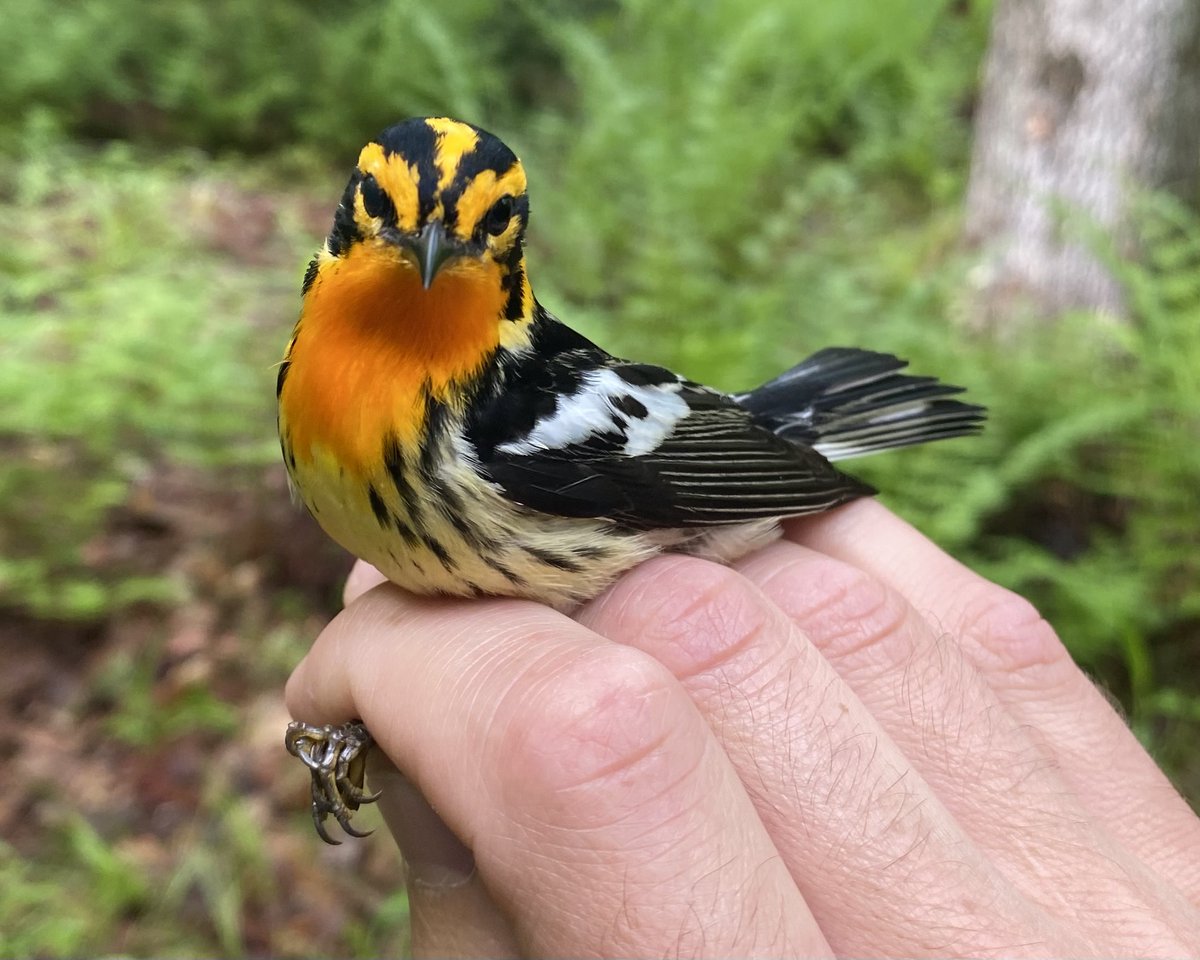 Dan Baldassarre tweet media