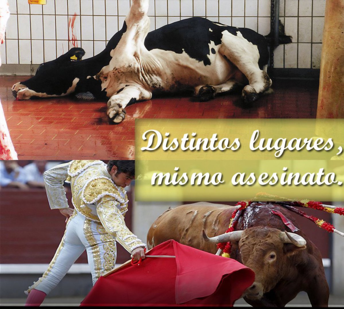 Filosofía Vegana tweet media