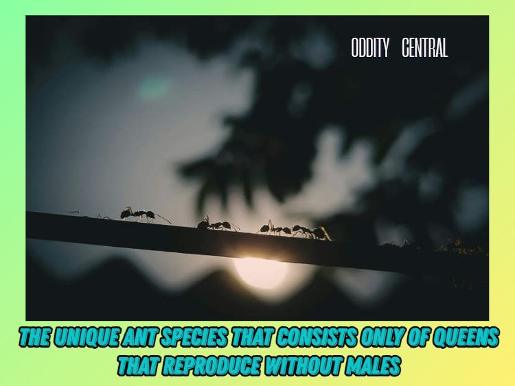 OddityCentral's tweet image. Temnothorax kinomurai is a species of parasitic ants 🐜 that lacks both workers and males, consisting exclusively of queens👸 . 

odditycentral.com/news/the-uniqu… 

#ants #insects #cloning #cloningacnts #interesting #nature #offbeat