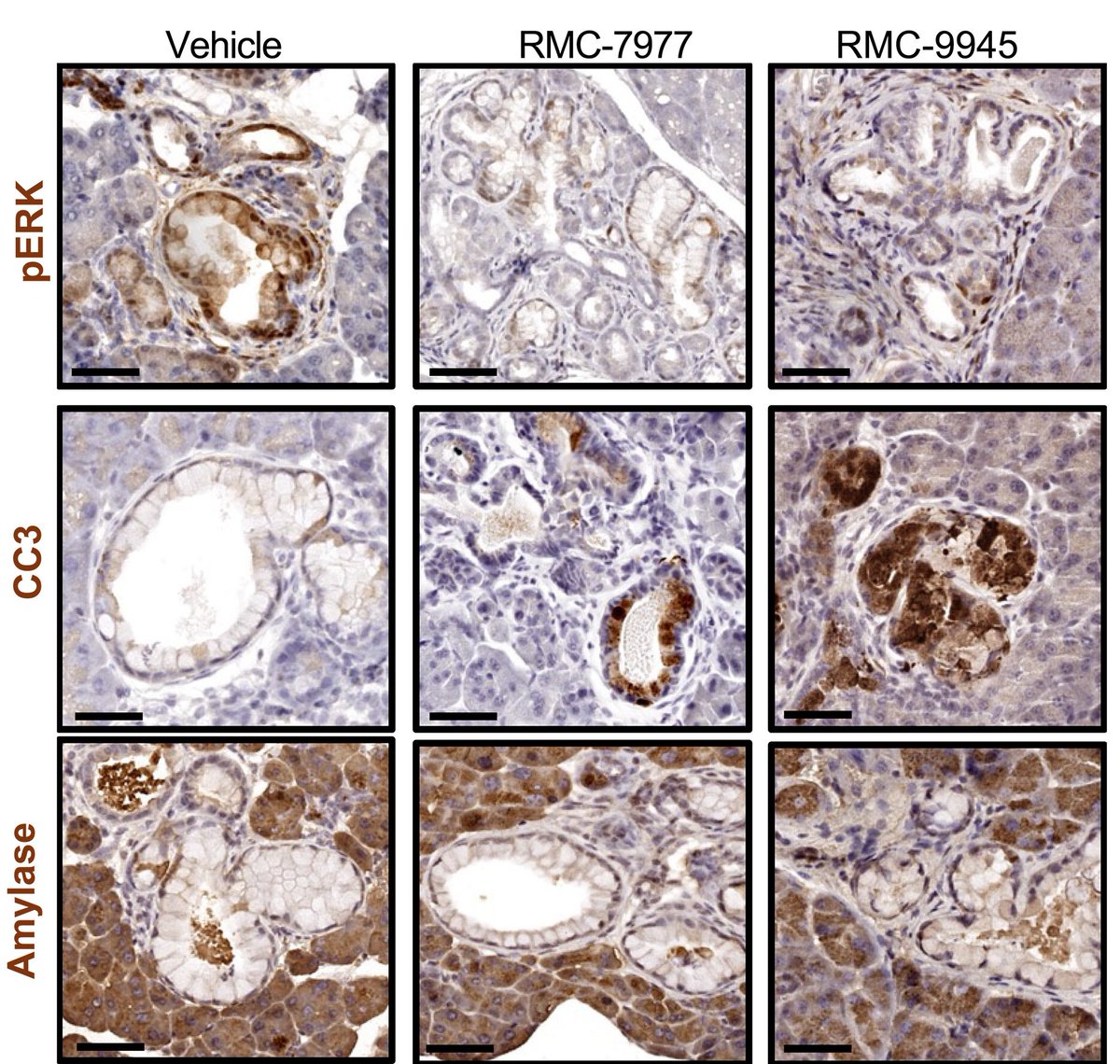 Anirban Maitra tweet media