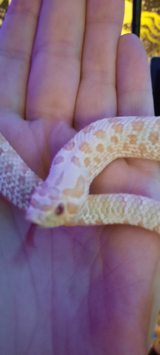 █▓▒░Deviance░▒▓█ tweet media