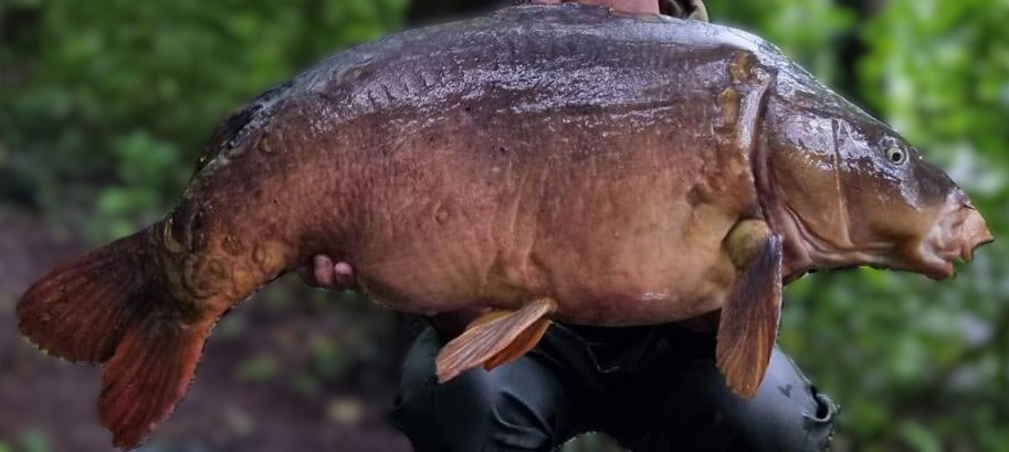 My take on the wildlife banknotes. 

They should put Mr Angry on one.