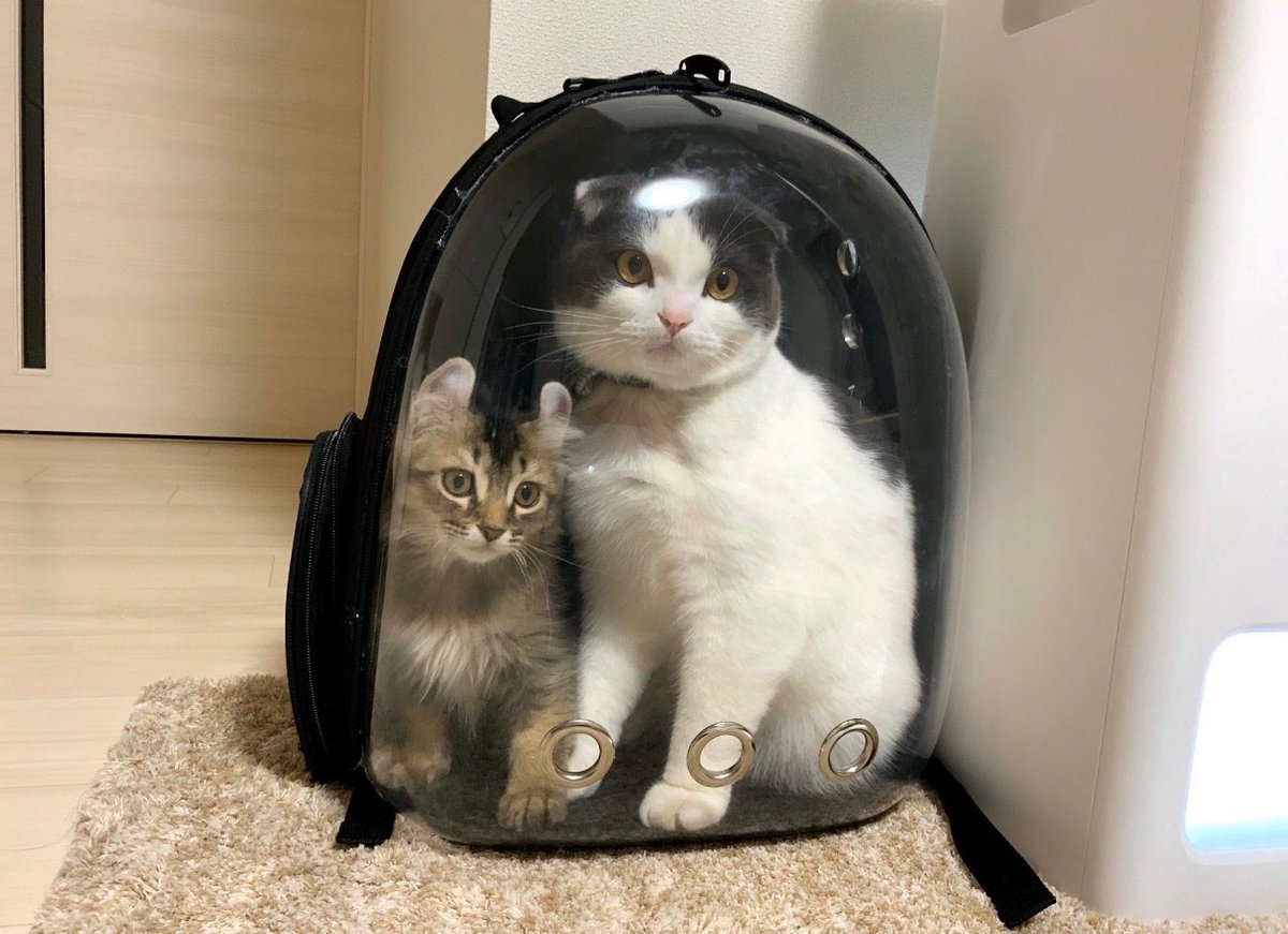 cats with powerful impression 🐾 tweet media