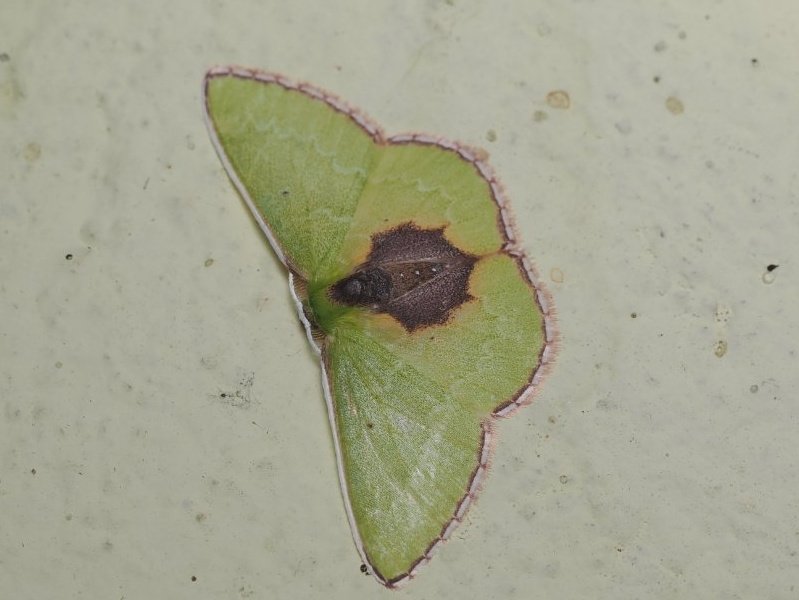 Lilly Fritillary tweet media